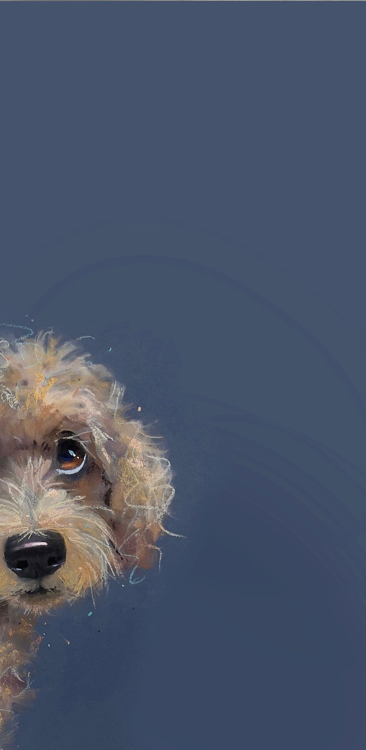 Peeping Doodle by Nicky Litchfield - an endearing portrait of a Cockapoo dog